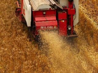 重庆忠县：三夏生产忙 近3万亩小麦全面开镰收割