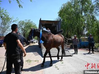 内蒙古悄兴“赛马产业” 牧民瞄准进口品种改良
