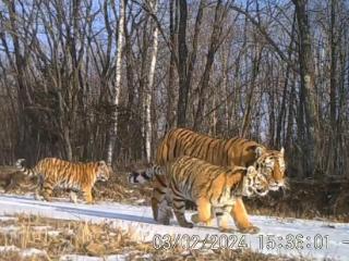 约70只野生东北虎在东北虎豹国家公园“定居”
