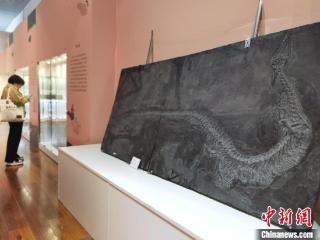 60余件贵州龙珍贵化石吸引参观者