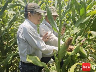 筛选优质品种 专家到三亚实地考察鲜食玉米试验情况