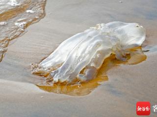 海口部分浅海水域发现水母 提醒市民：不要触摸，以免被蜇伤