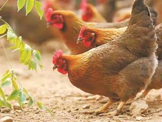 清远鸡变身农业产业发动“鸡”