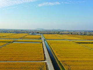 “活水”润良田，南京打造现代化灌区建设示范样板