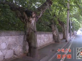 树龄近50年，如今十堰这些梧桐树与围墙“融为一体”