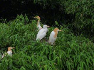 身边事｜忠县：上千只鹭鸟繁衍栖居 种群数量逐年增长