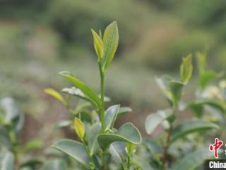 海南大叶茶被证实为新的山茶属物种