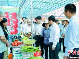 2024年中国（广西）—东盟蔬菜新品种大会开幕 1658个新品种集中亮相