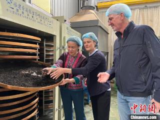 广西“90后”茶三代逐梦绿水青山 带领村民发展茶产业