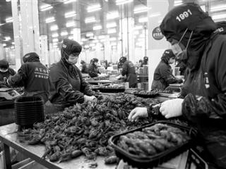 湖南南县：小龙虾带动大产业
