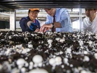 扎根温岭为蘑菇工厂搭“温床”