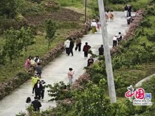 湖南省吉首市夯坨村：与月季来一场浪漫的邂逅