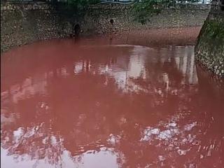广东惠州紧急处置“水体变红”：已锁定污染源头恢复水质