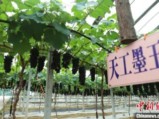 （乡村行·看振兴）新品种小葡萄畅销长三角 “串”起乡村共富路