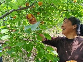 果农正在摘杏
