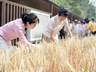 劳动是最好的“儿童节礼物”！丰奥嘉园小学学生体验收麦子的乐趣