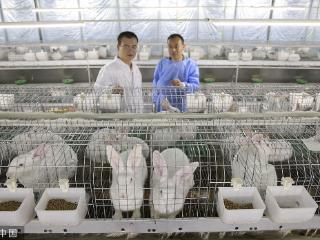 临沂发展肉兔、水貂等特色养殖 融合加工产业增加产品附加值