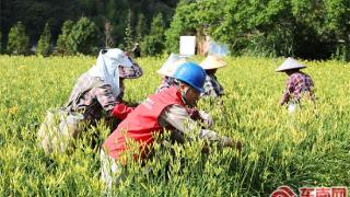 泰宁供电：“满格电”助力黄花菜成为“致富花”