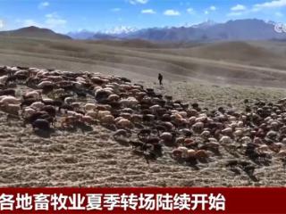 新疆各地畜牧业夏季转场陆续开始 “最美转场路”上多种服务“到位”