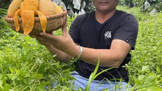 绿色兴农 生态种植！陵水这个芒果喝“天然酵素”长大