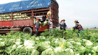 土地集约高效利用 促进农业增效