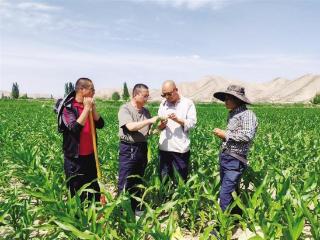 皋兰县全力打造万亩玉米制种基地