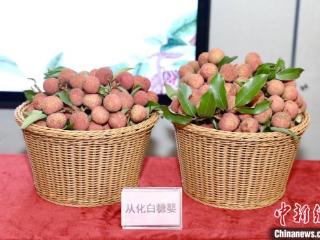 广州今年荔枝产量预计约6万吨 冻眠技术助力出口