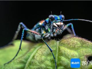 组图 | 高清！一起探秘热带雨林微观世界里的昆虫物语