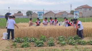 风吹麦田千层浪 麦穗飘香学子忙——济南市莱芜区苗山镇中心小学开展“风吹麦浪收麦忙”主题劳动实践活动