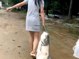 暴雨后女子捡回40斤重大鱼 专家：洪水泡过不建议食用
