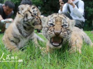 江苏扬州：三胞胎小老虎满月与游客见面