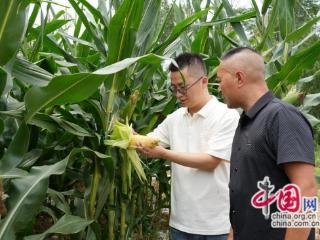 四川苍溪：27万亩早玉米丰收在望