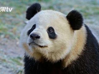 双语纪录片《熊猫叙事》：跟随“旅外”大熊猫开启世界朋友圈