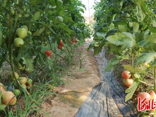 元氏县东关村：绿色有机西红柿丰收在望