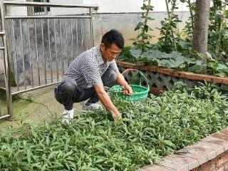 安徽庐江：房前屋后小菜园 种出满满幸福感