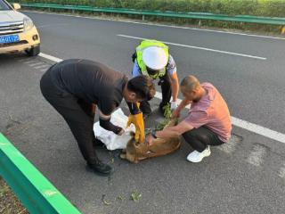 民警救助高速公路上被撞的獐子