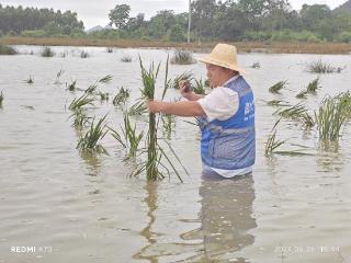 中国太保：暴雨中，他们让农民种上“放心田”