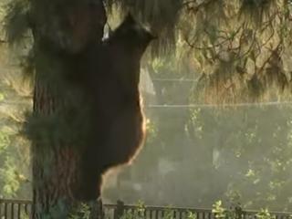 美国洛杉矶捕获一只黑熊“惯犯”：连续2月闯入人类社区 在一棵树上被捕