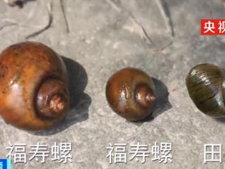 千万别搞混！一只福寿螺可含6000条寄生虫：有商家将其伪装成田螺