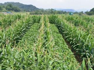 达州通川：抢抓时节 1.5万亩夏大豆带状复合种植进入尾声