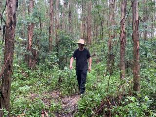 鹿寨：林木采伐许可证网上办理 实现林农“少跑路”
