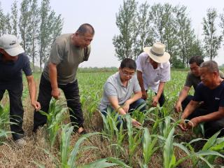沾化区黄升镇：农技专家支招 做好玉米雨后田间管理