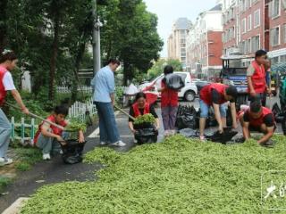 大雨致1700斤毛豆滞销 阜阳众多爱心志愿者帮忙销售