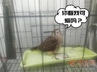 “萌禽”出没！西安灞桥民警成功救助国家二级保护动物