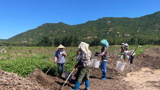 借“荔”扬帆起航！昌江推进荔枝标准化种植基地建设