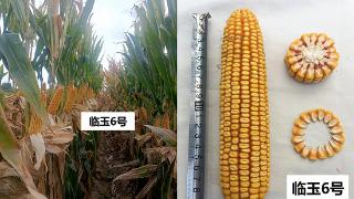 临沂大学首个主要农作物新品种“临玉6号”玉米新品种通过省级品种审定