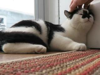 为什么猫咪不喜欢铲屎官给它挠肚子？反而喜欢抚摸它们的脑袋