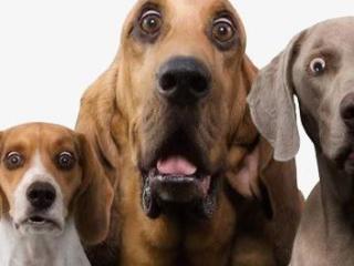 这5种狗狗，不仅当警犬没戏，家养还会气哭你！