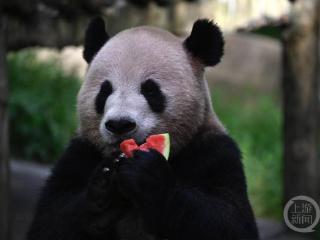 “吃瓜萌货”集合啦！重庆动物园量身定制“消暑盛宴”让动物舒适度夏