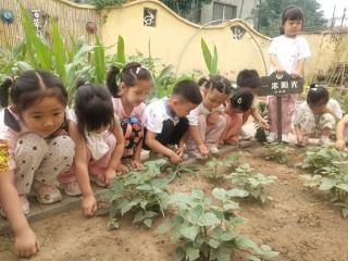 淄博淄川区实验幼儿园开展种植绿豆体验活动